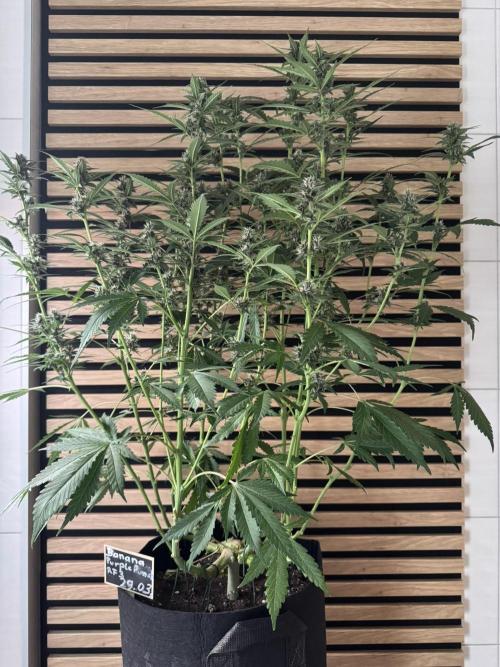 Banana Purple Punch Auto RF3. Week 9