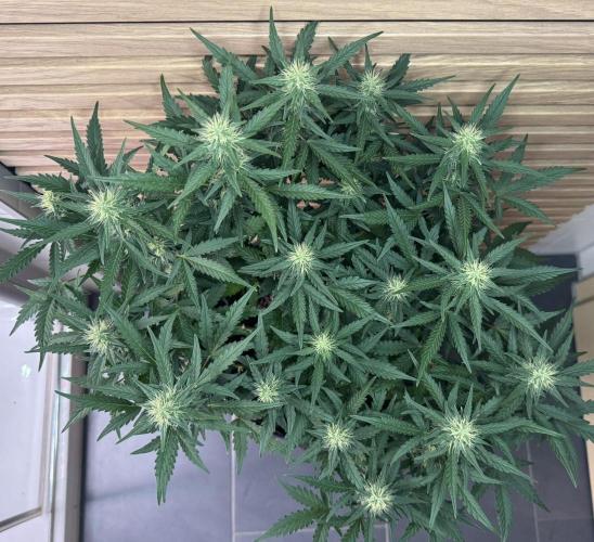 Lemon Cherry Gelato Automatic. Week 9