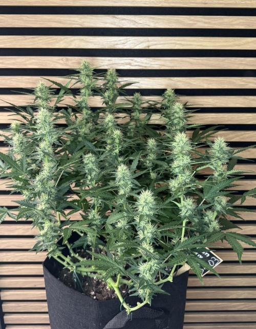 Lemon Cherry Gelato Automatic. Week 9