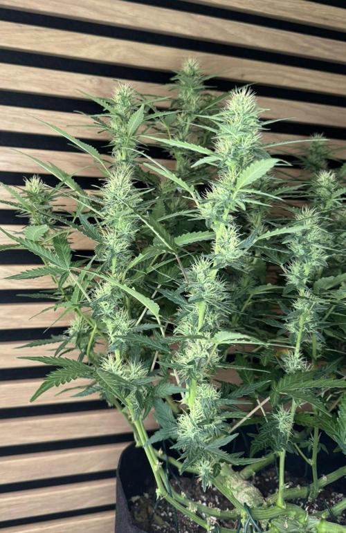 Lemon Cherry Gelato Automatic. Week 9