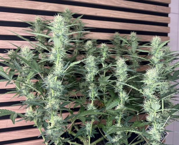 Lemon Cherry Gelato Automatic. Week 9