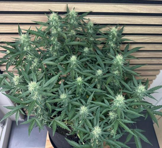 Lemon Cherry Gelato Automatic. Week 9