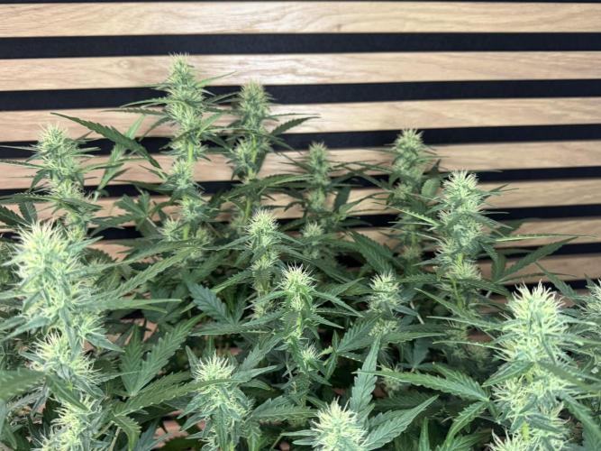 Lemon Cherry Gelato Automatic. Week 9