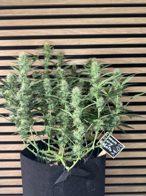 Lemon Cherry Gelato Automatic. Week 9