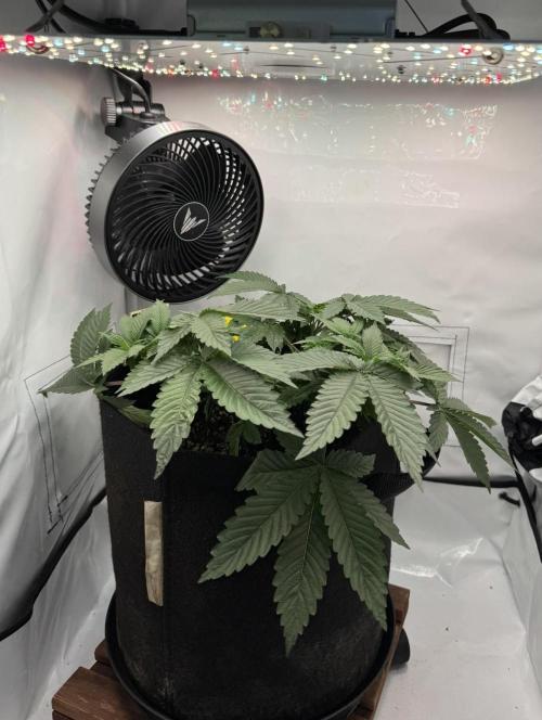 The Tropical Ice Cream One. Week 4
