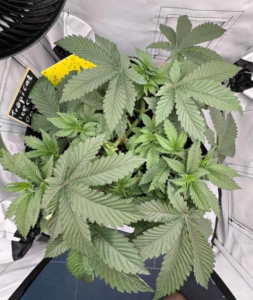 The Tropical Ice Cream One. Week 4