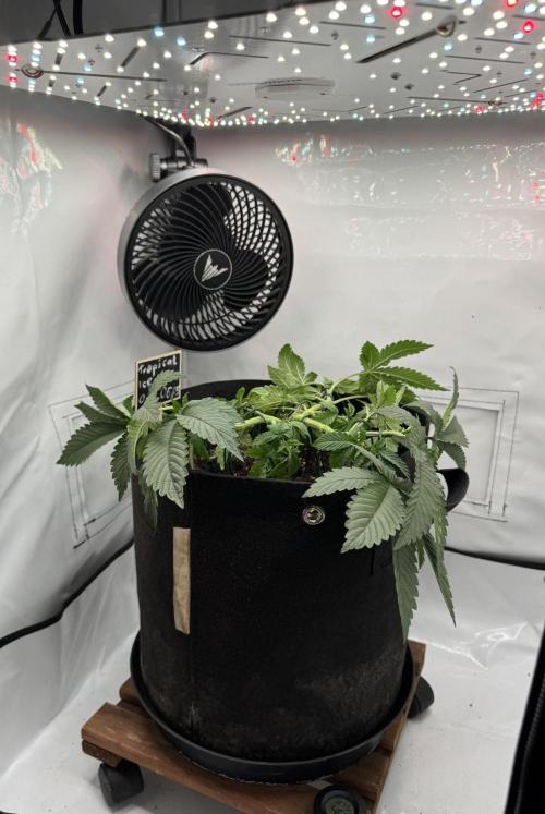 The Tropical Ice Cream One. Week 4