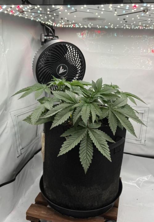 The Tropical Ice Cream One. Week 4