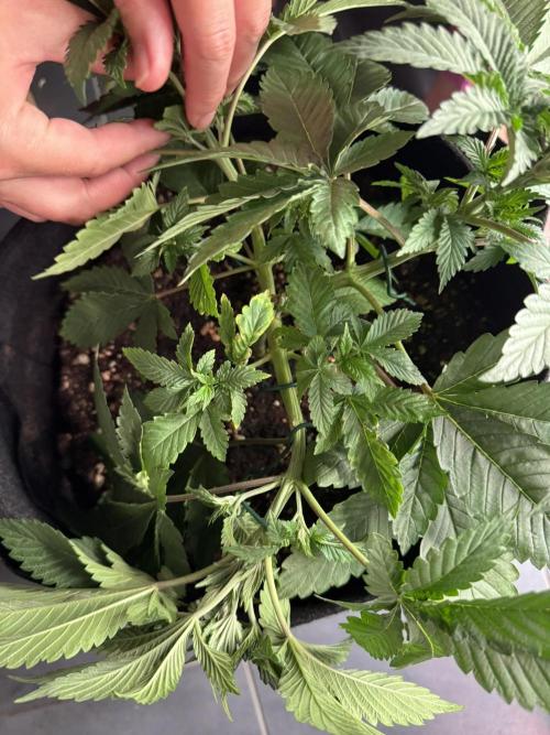 The Tropical Ice Cream One. Week 4