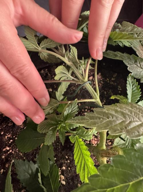 The Tropical Ice Cream One. Week 4