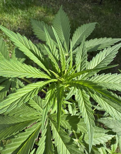 Banana Purple Auto. Week 4