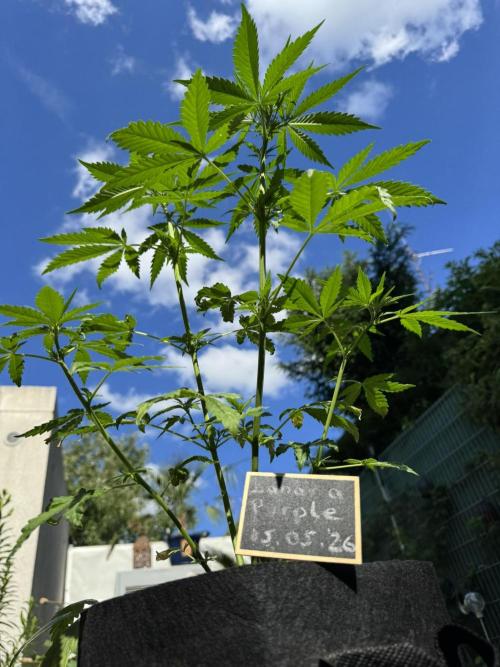 Banana Purple Auto. Week 4