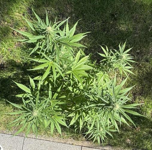 Green Crack F1 Auto. Week 7