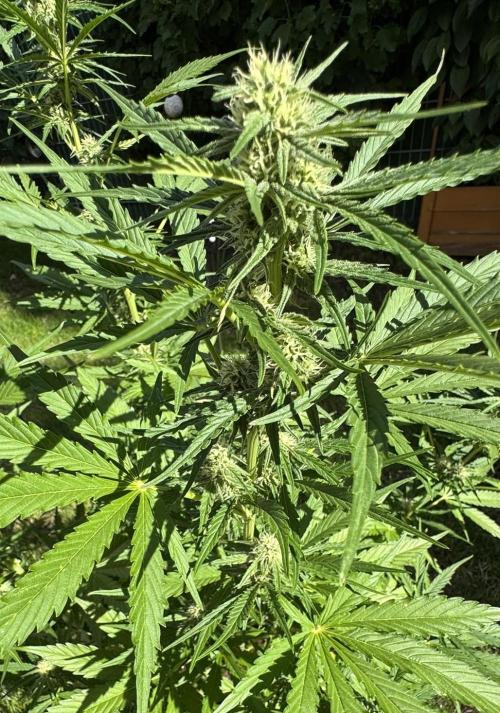 Green Crack F1 Auto. Week 7