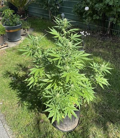 Green Crack F1 Auto. Week 7