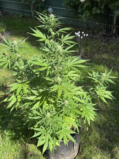 Green Crack F1 Auto. Week 7