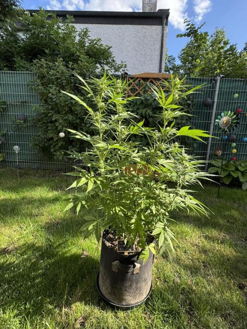 Green Crack F1 Auto. Week 7
