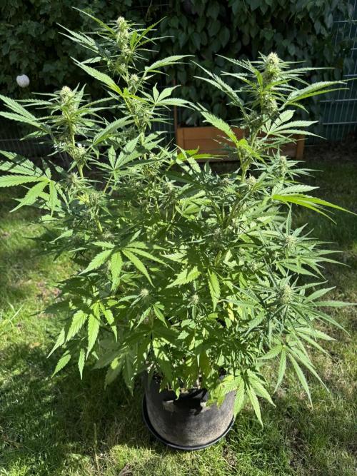 Green Crack F1 Auto. Week 7