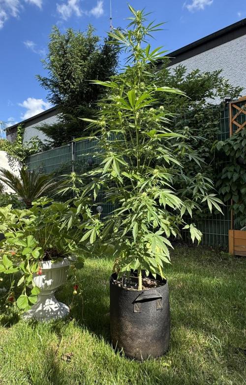 Pink Rozay Auto. Week 7