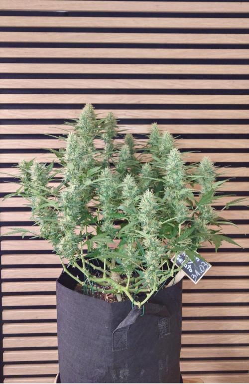 Lemon Cherry Gelato Automatic. Week 10
