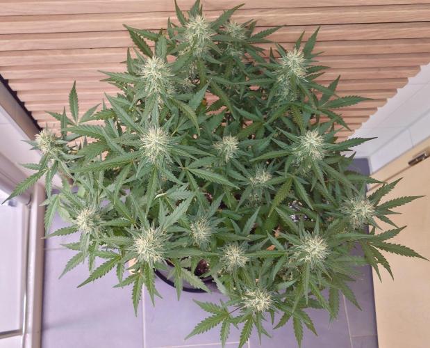 Lemon Cherry Gelato Automatic. Week 10