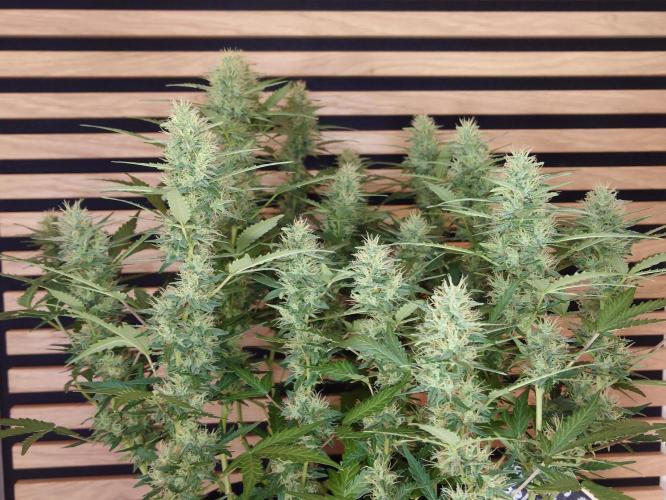 Lemon Cherry Gelato Automatic. Week 10