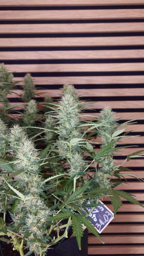 Lemon Cherry Gelato Automatic. Week 10