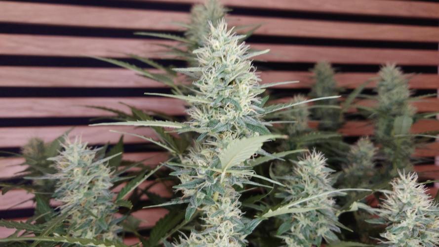 Lemon Cherry Gelato Automatic. Week 10