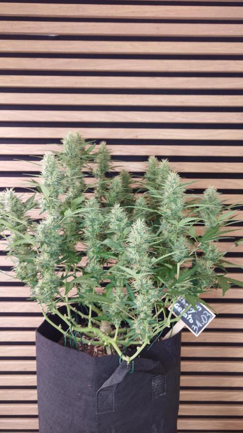 Lemon Cherry Gelato Automatic. Week 10