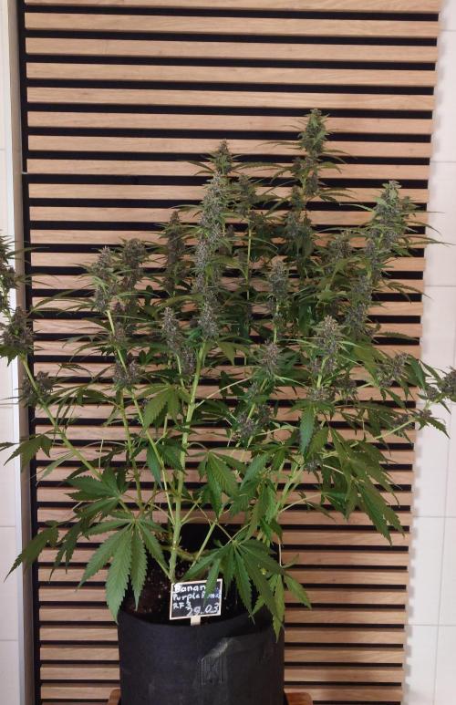 Banana Purple Punch Auto RF3. Week 10