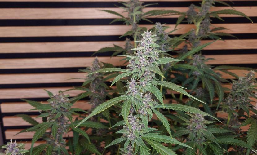 Banana Purple Punch Auto RF3. Week 10