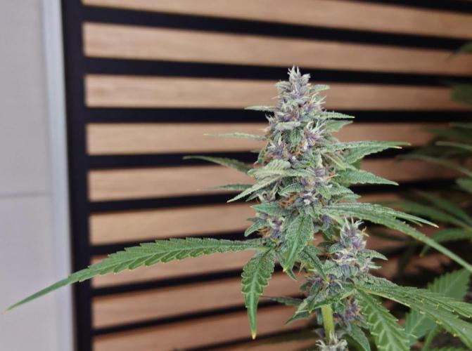 Banana Purple Punch Auto RF3. Week 10