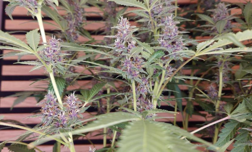 Banana Purple Punch Auto RF3. Week 10