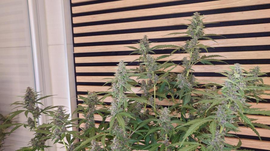 Banana Purple Punch Auto RF3. Week 10