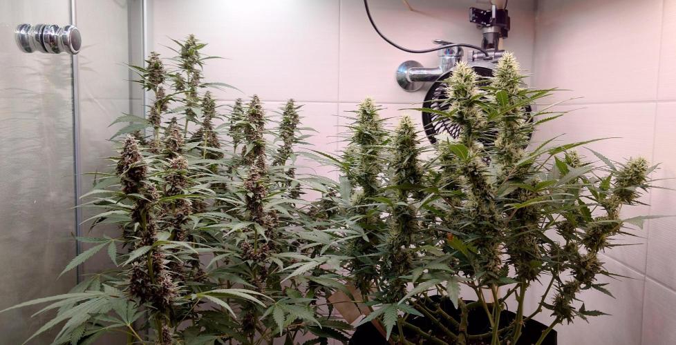 Banana Purple Punch Auto RF3. Week 10