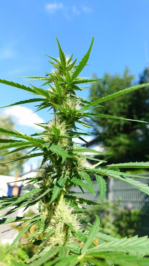 Pink Rozay Automatic. Week 8