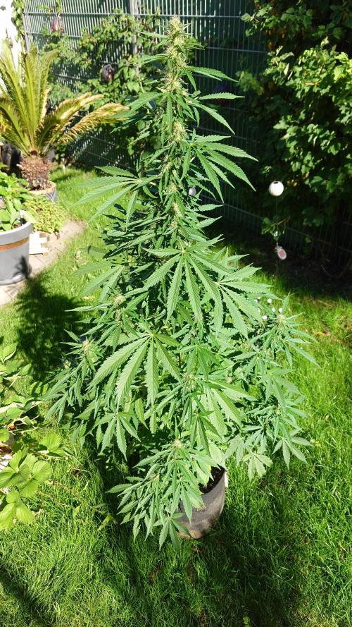 Pink Rozay Auto. Week 8