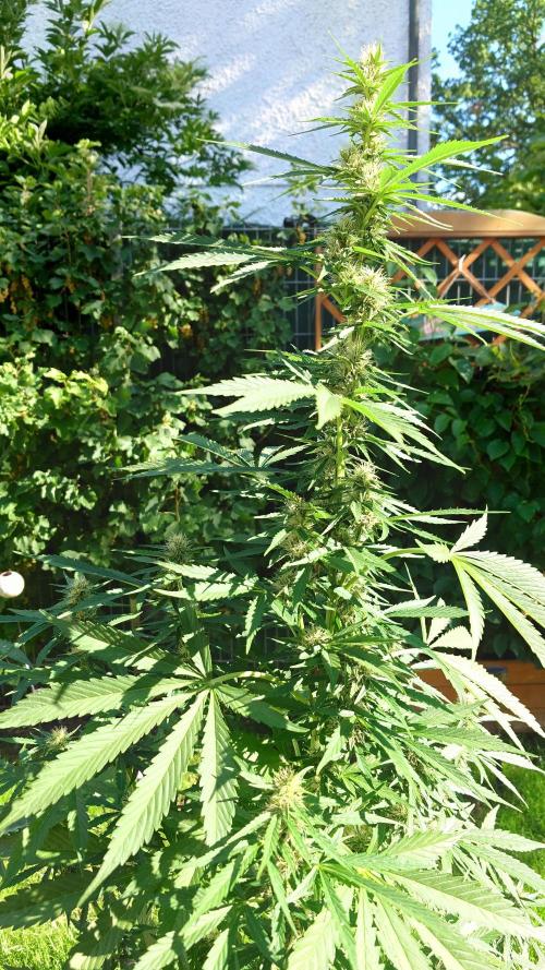Pink Rozay Auto. Week 8