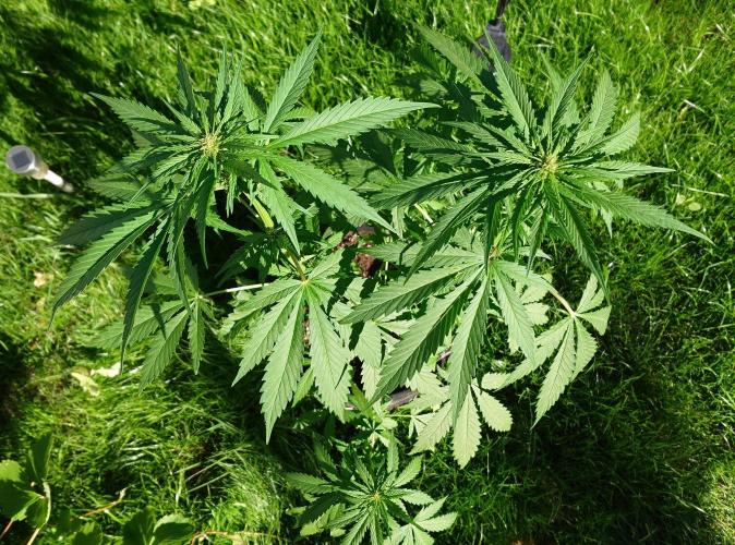 Banana Purple Auto. Week 5