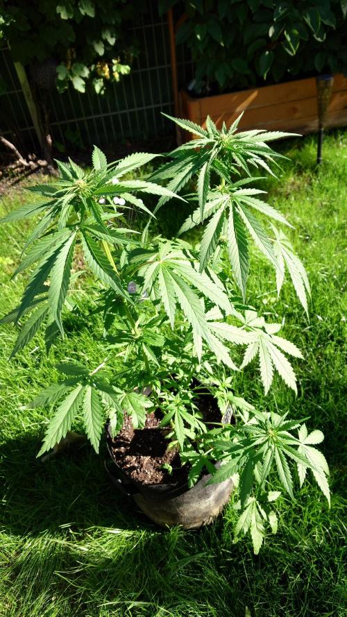 Banana Purple Auto. Week 5