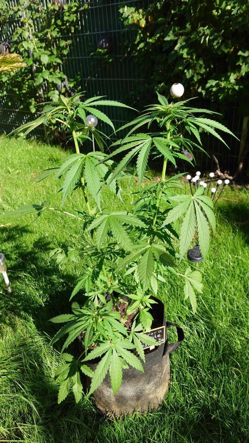 Banana Purple Auto. Week 5
