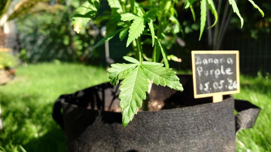 Banana Purple Auto. Week 5