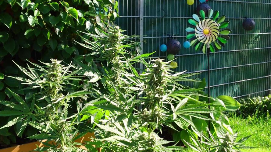 Green Crack F1 Auto