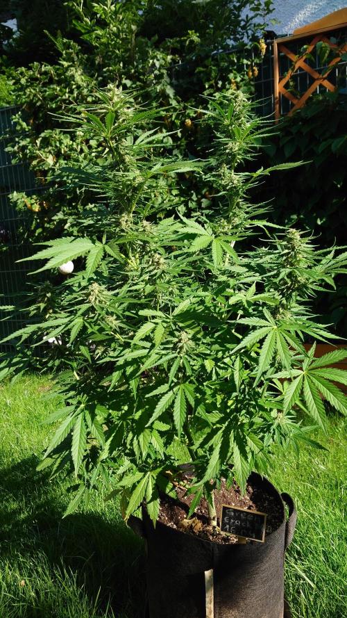 Green Crack F1 Automatic. Week 8