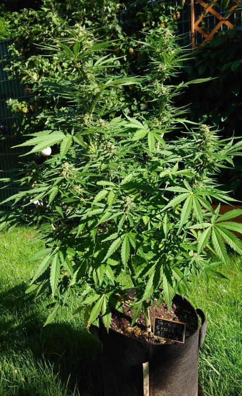 Green Crack F1 Auto. Week 8