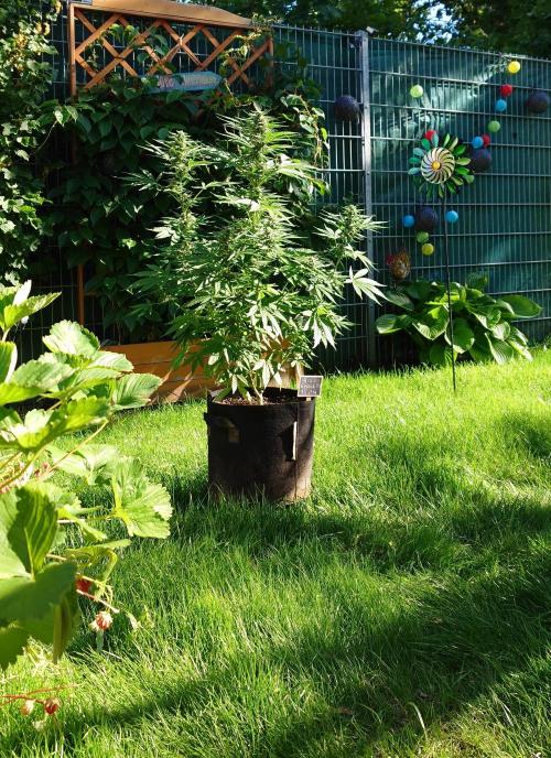 Green Crack F1 Auto. Week 8