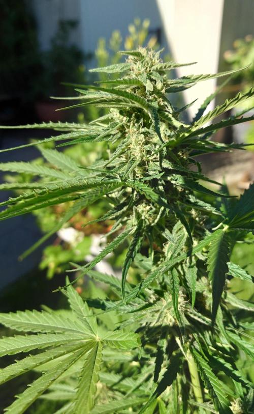 Green Crack F1 Auto. Week 8
