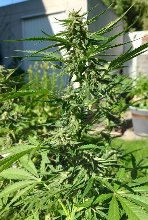 Green Crack F1 Auto. Week 8