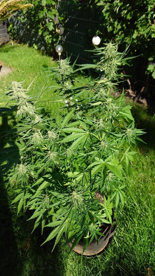Green Crack F1 Auto. Week 8