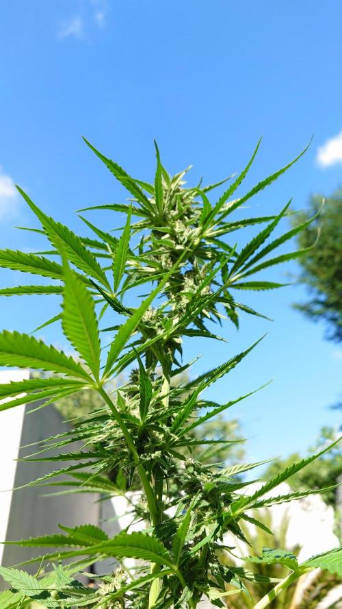 Green Crack F1 Automatic. Week 8